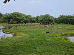 -北京麋鹿生态实验中心