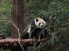-成都大熊猫繁育研究基地