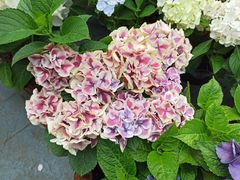 -共青国家森林公园-售票处