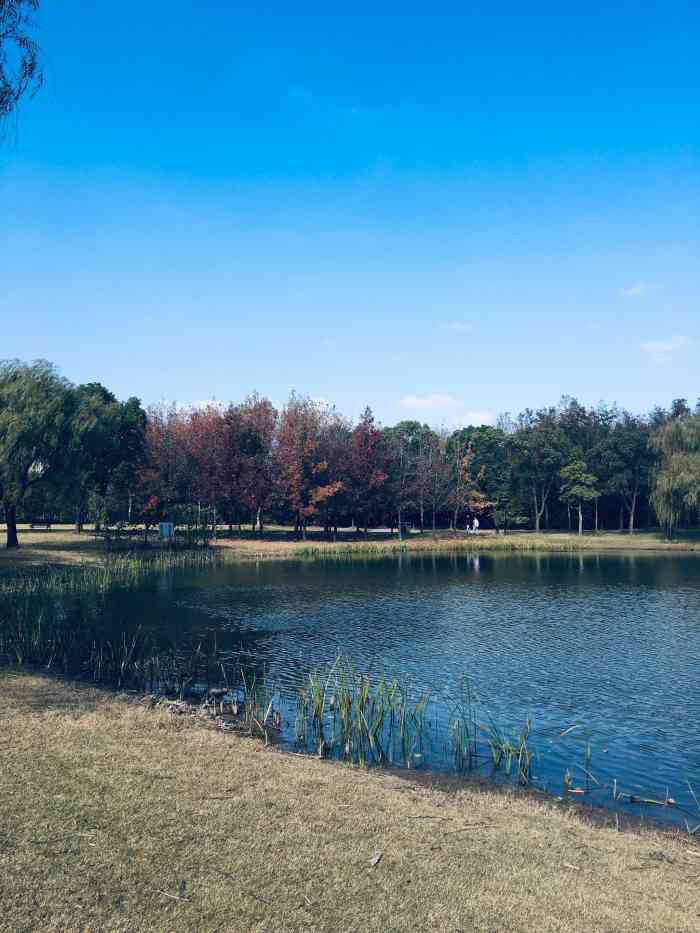 高东生态园-"2019年11月22号,上海浦东高东杯龙."-大众点评移动版