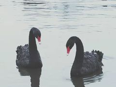 -合肥滨湖国家森林公园