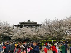 -武汉大学-樱园