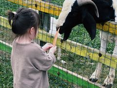 -田园东方蜜桃村的田野营地