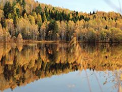-五营红松林海景区