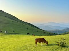 -大姆山草场