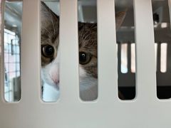 -纳吉亚猫专科动物医院博雅分院