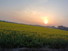 -西京湾花海