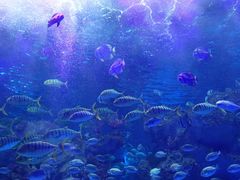 -芜湖新华联大白鲸海洋公园