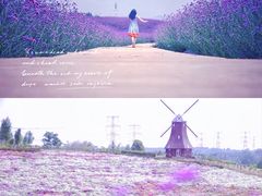 -紫颐香薰山谷景区