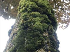 -瑞士英格堡小镇