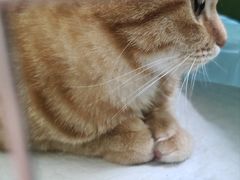 -瑞鹏宠物医院·夜间急症·心超·猫科(祖庙分店)