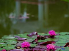 -国家植物园南园