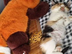 -瑞鹏宠物医院·夜间急症·心超·猫科(祖庙分店)