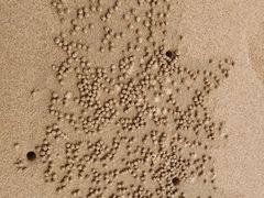 -日照海滨国家森林公园