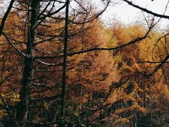-秦岭风景区