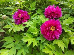 -莲花池公园