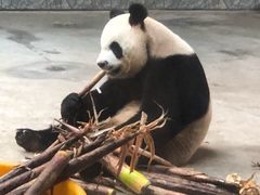 -西安秦岭野生动物园