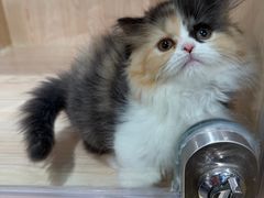 -爪爪喵星球·猫舍(卓悦中心店)