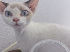-琪喵猫屋·撸猫猫咖·猫舍