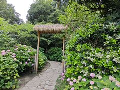 -上海共青森林公园