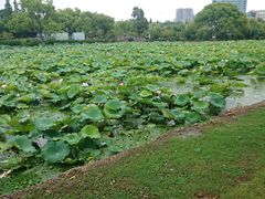 -无锡蠡湖国家湿地公园-蠡园