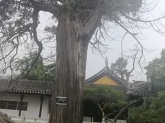 -司徒庙