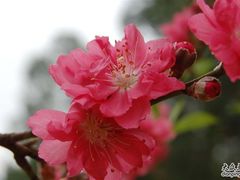 -南国桃园旅游度假区