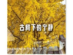 -自如ZSPACE四合院艺术餐厅