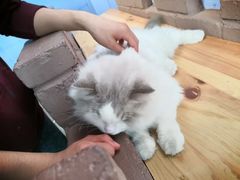 -喵屿·大理花园猫咖