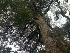 -云南屏边大围山国家公园