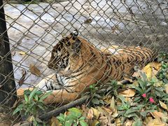 -海南热带野生动植物园