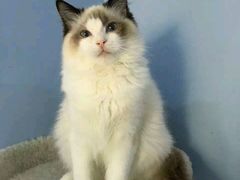 -喵的天空名猫咖啡馆·撸猫·猫舍·用品