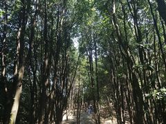 -火炉山森林公园