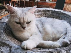 -喵屿·大理花园猫咖