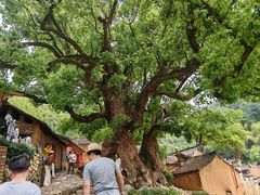 -杨家堂村