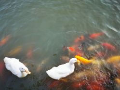 -玄武湖景区-情侣园游乐场