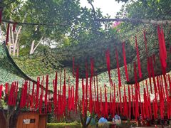 -西双版纳原始森林公园