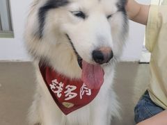 -Husky Go! 哈士奇体验馆·宠物咖啡厅狗咖