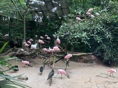 -新加坡飞禽公园