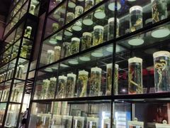 -广东中医药博物馆