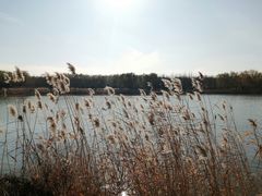 -大兴滨河森林公园