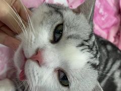 -瑞派动物医院·猫专科·至诚(江南中分院)