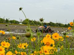 -嘉北郊野公园