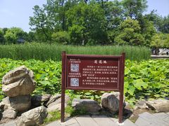 -莲湖公园