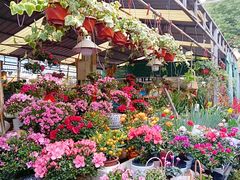 -曲阳花鸟市场(曲阳路店)