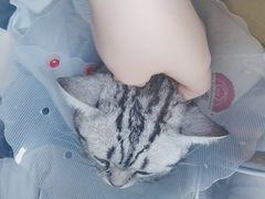 -宠爱国际动物医院·消化内科·心肾内科·ISFM猫友好(望京店)