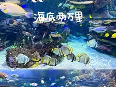 -瑞普利水族馆