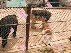 景点-大连森林动物园