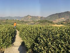 -帐篷客·溪龙茶谷度假酒店