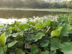 -新江湾城公园